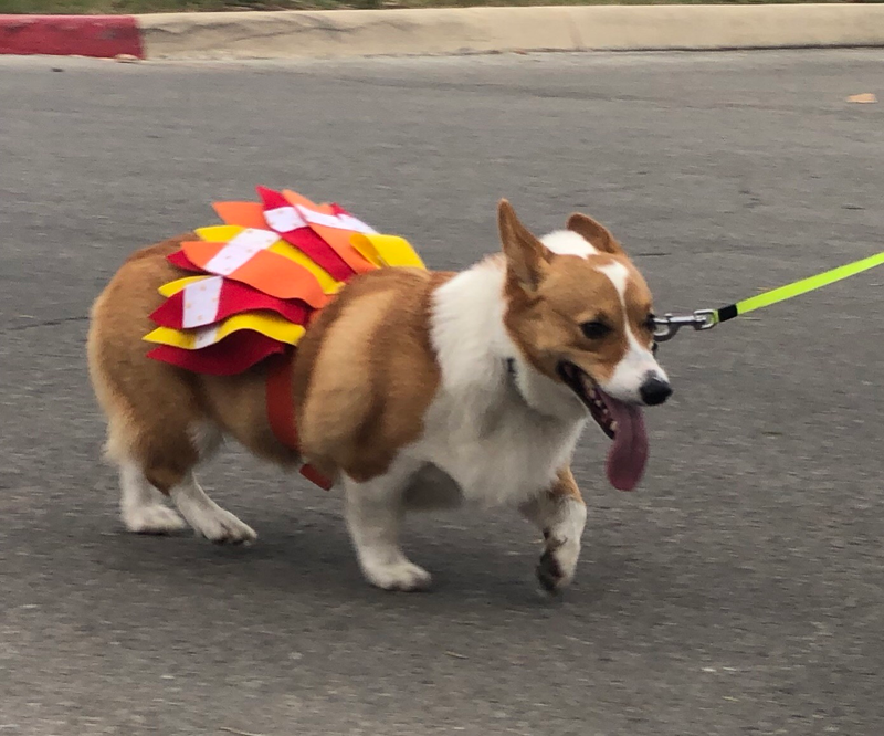 Illustration for article titled Turkey Corgi